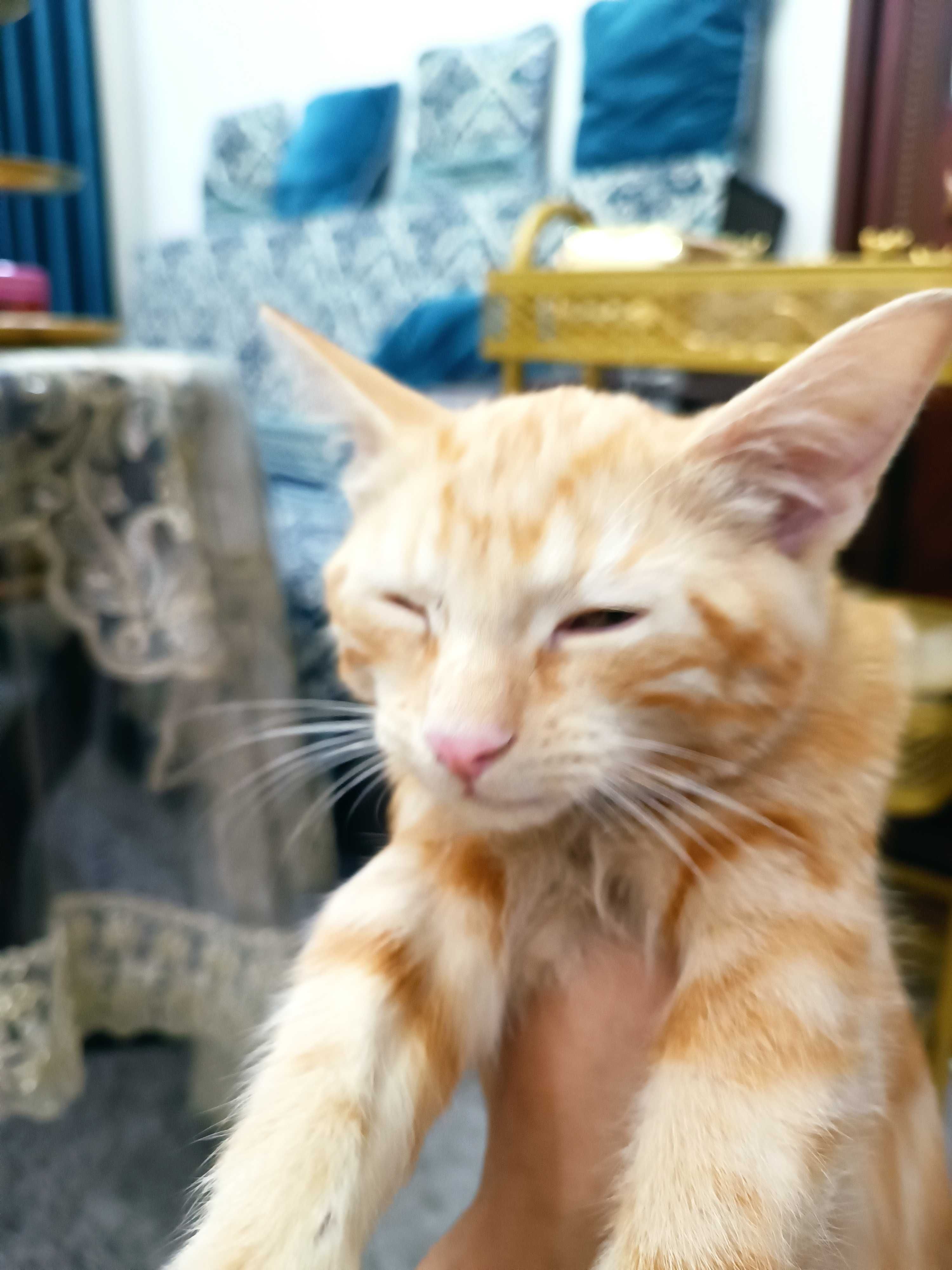 Котенок, мальчик, 5 месяцев