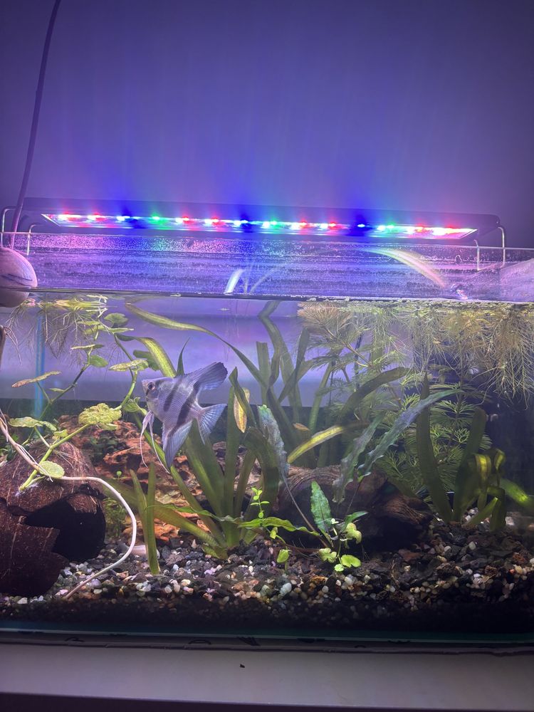 Lampa rgb 60cm acvariu pesti plante reglabile gara de nord bucuresti