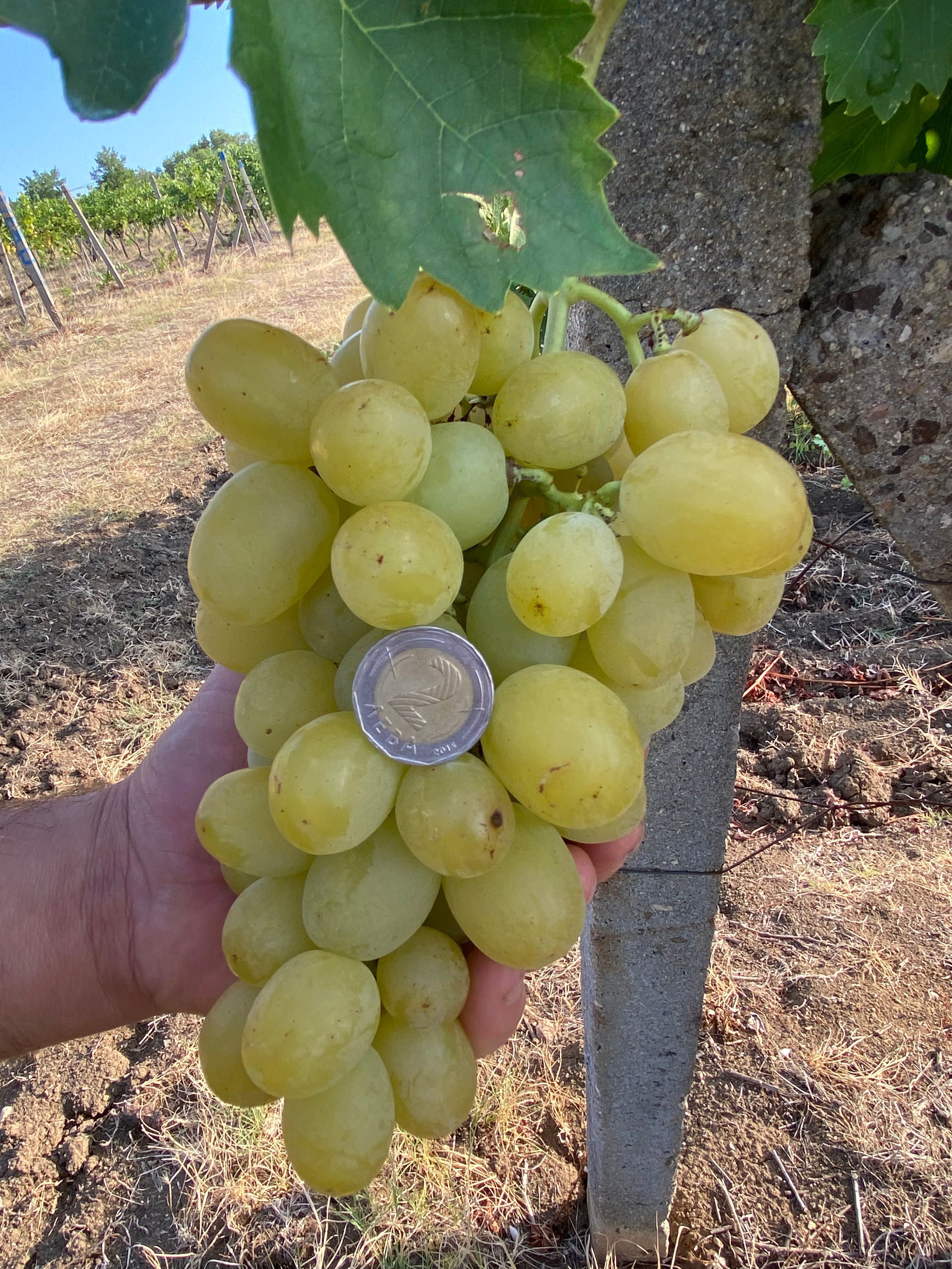 Продавам грозде Мерло,Памид и Брестовица