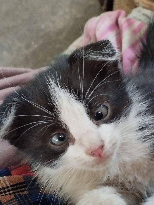 Котята от вислоушки