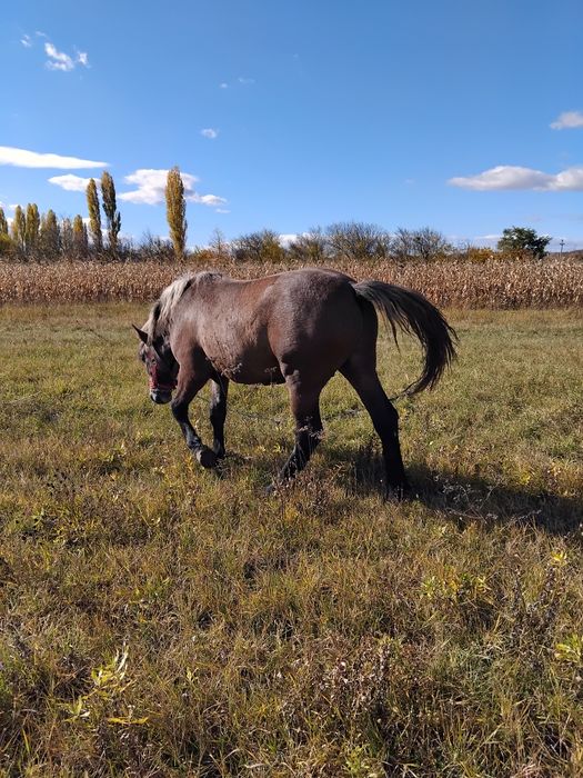 Vând mânz tânăr.