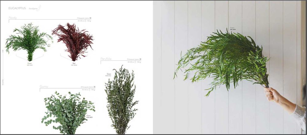 Plante stabilizate ,pentru decor tablouri si pereti vegetali