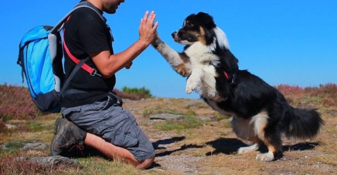 Dresaj canin de obedienta !ROG SERIOZITATE !!