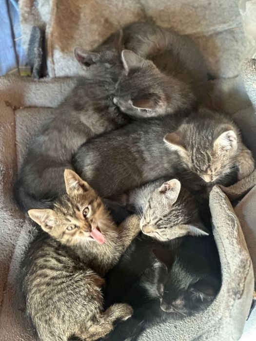 Котята ищут дом и семью