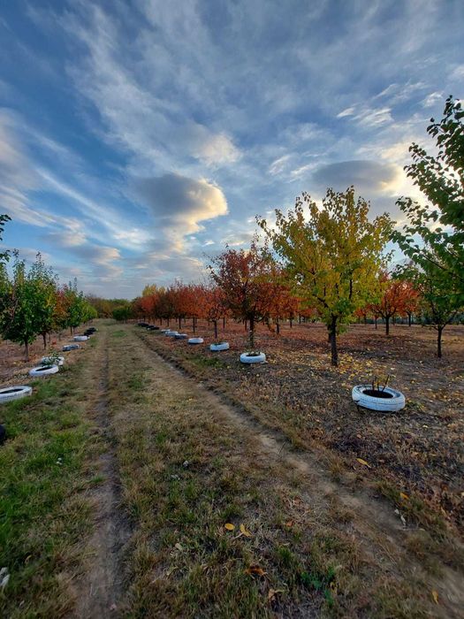 De vanzare cabana cu livada/schimb