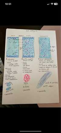 Medicina Caiet histologie an 2 PDF si materiale utile examen