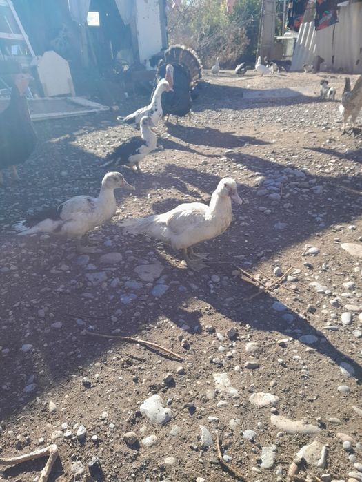 Продам индоуток возраст разный от 3000т.