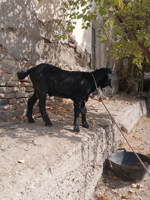 Srochna sotiladi