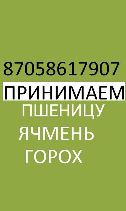 Принимаем  Ячмень Пшеницу 4-5 класс и зерноотходы телефон на фото