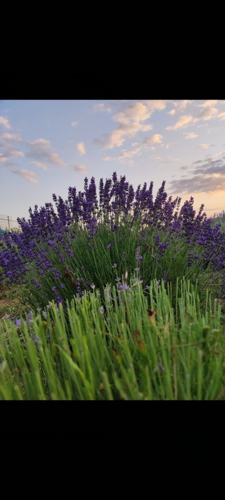 Planta lavanda matura 5 ani 1 m diametru