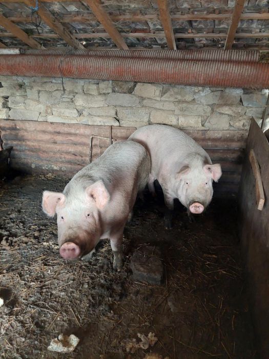 Продавам домашни прасета