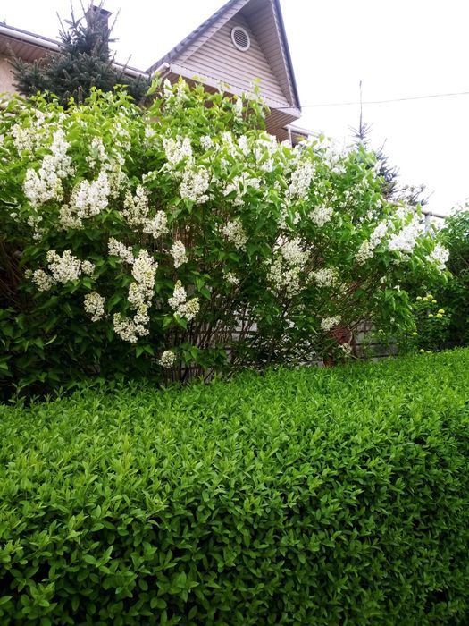 Сирень белая (саженцы)