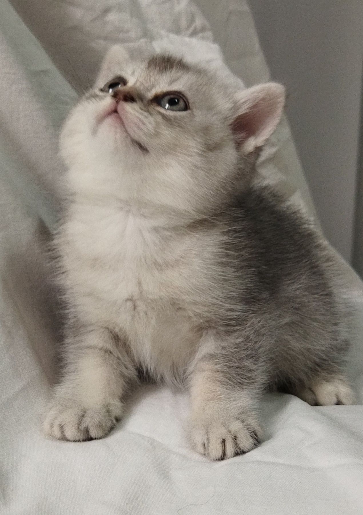 Шиншилла котёнок