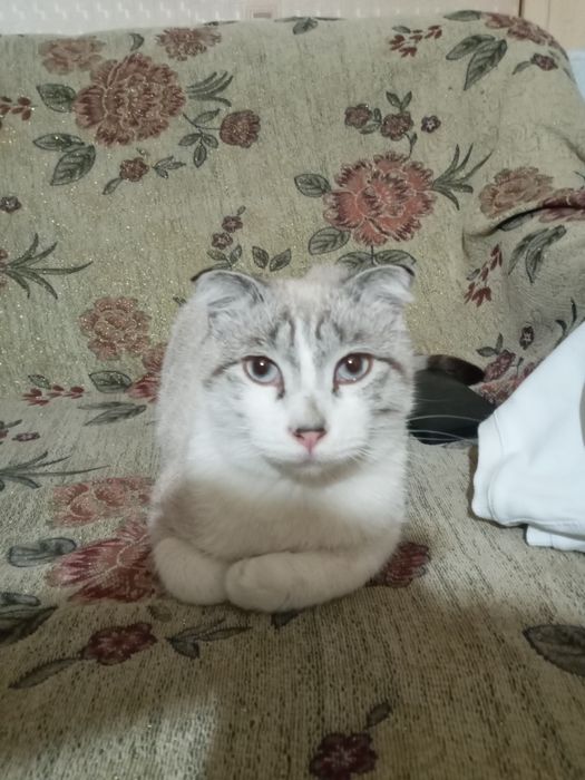 Скотиш фолд мальчик