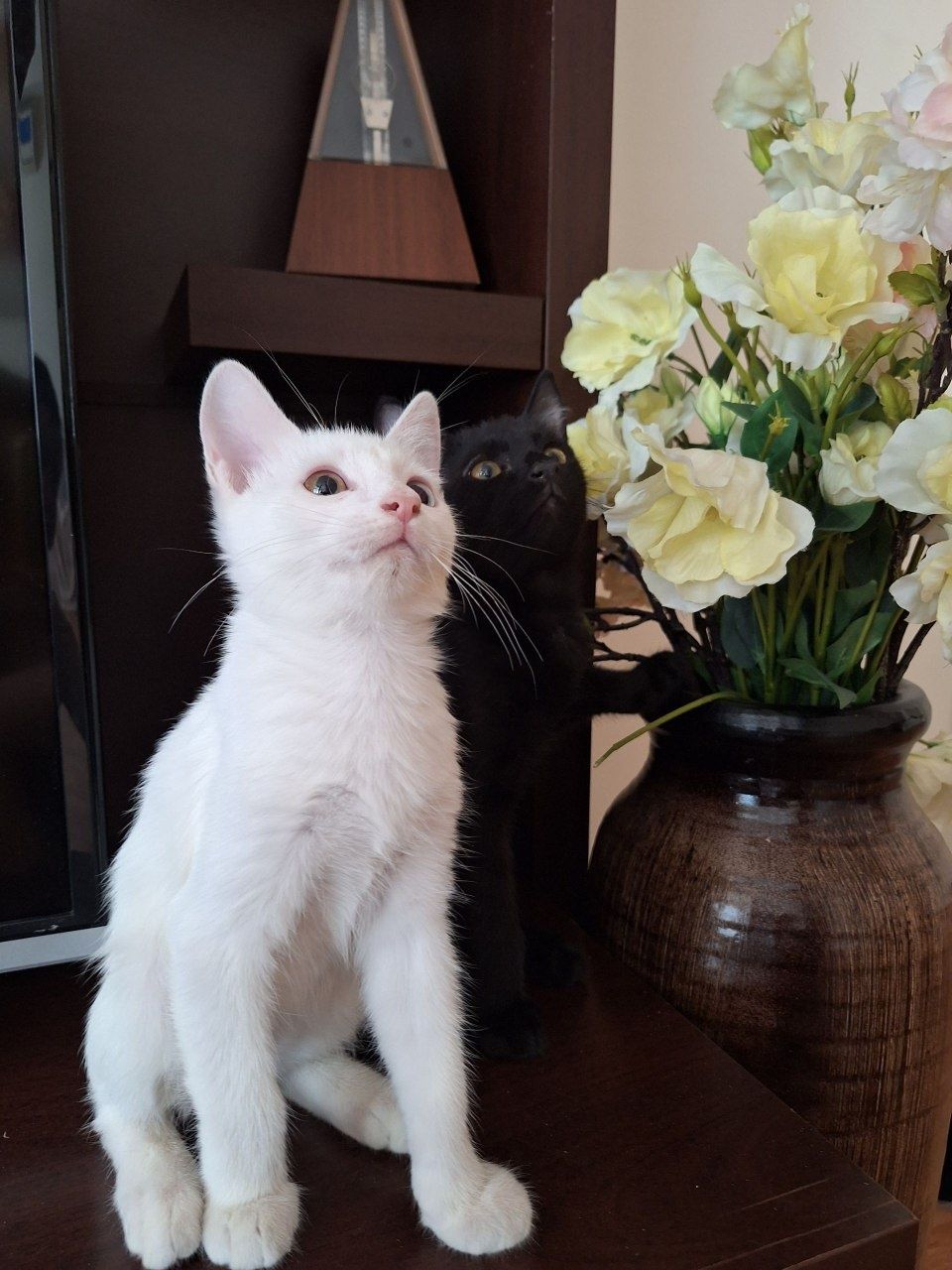 Котята van kedisi (турецкая ангора