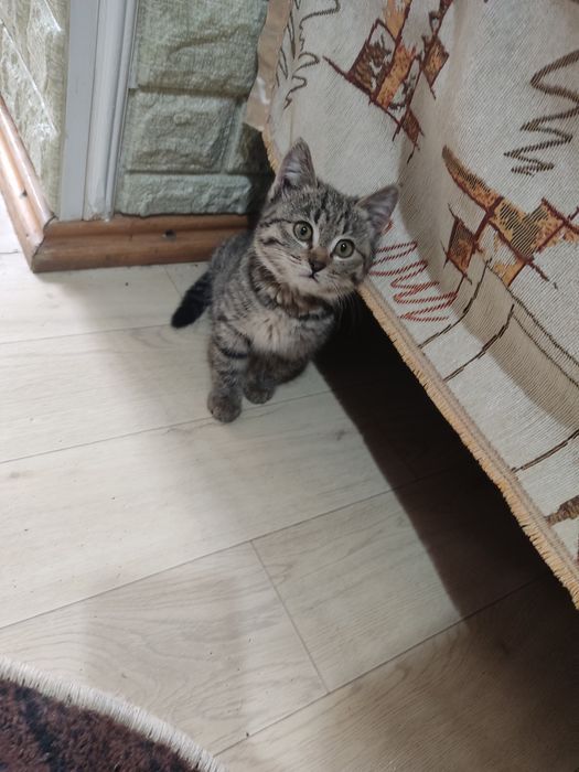 Котенок в добрые руки