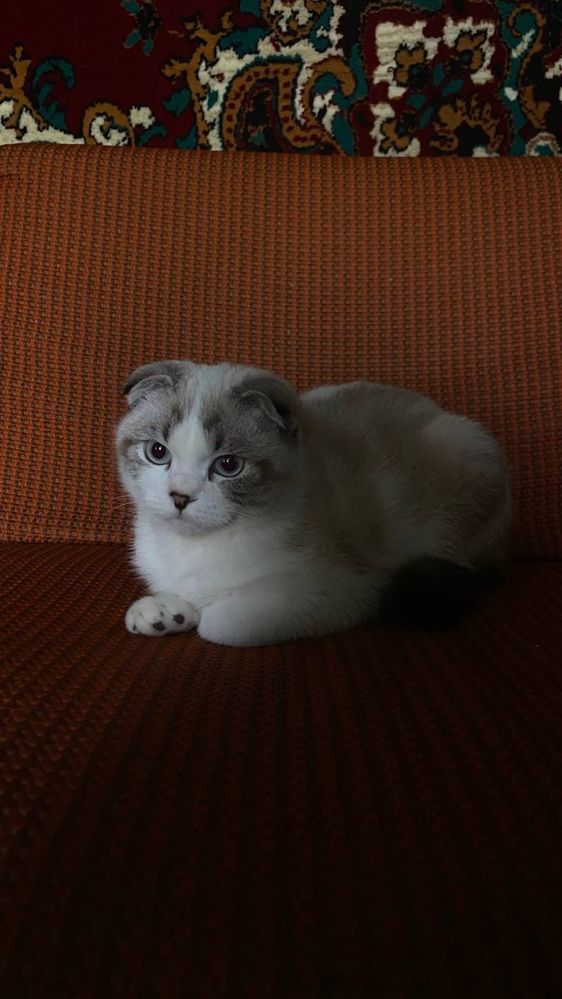 Кошка продаёться