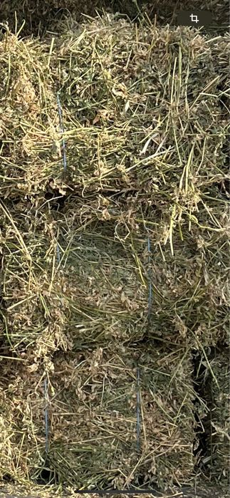 Lucerna , paie, fan , miriste calitatea 1