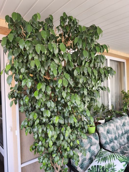 палма., многогодишна, Бенджамин