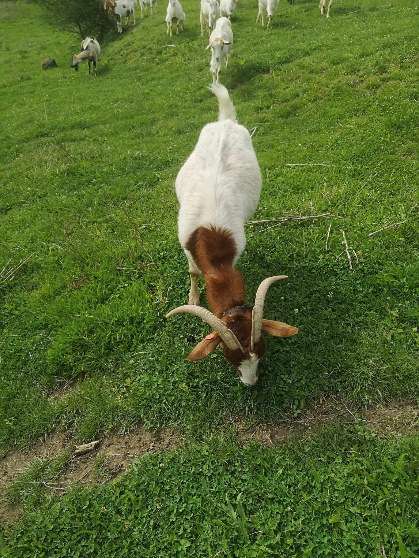 Capra boer de carne