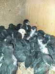 Pui de găină Australorp negru de 3 săptămâni
