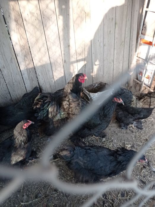 продам брамы петушки 4штуки