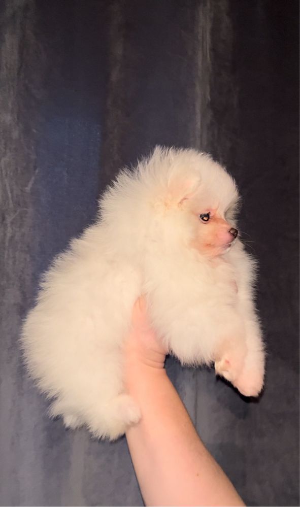 PRET REDUS! Exemplar deosebit de pomeranian, alb!