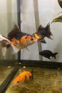 Pesti Acvariu/Multicolor Oranda Goldfish/Caras auriu Multicolor Oranda