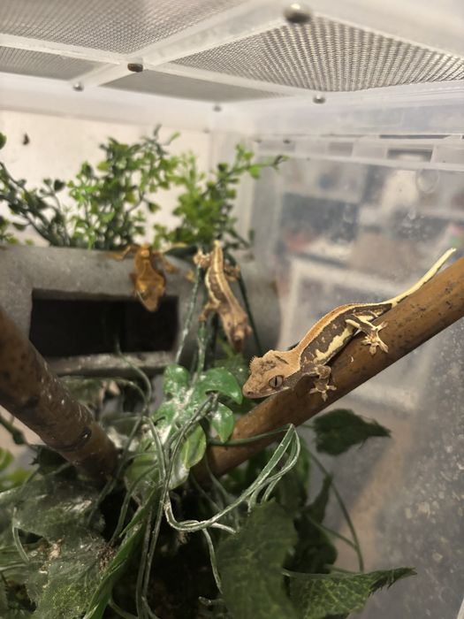 Pui de Crested Gecko