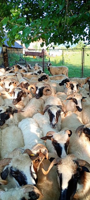 Berbecii brezi de vânzare