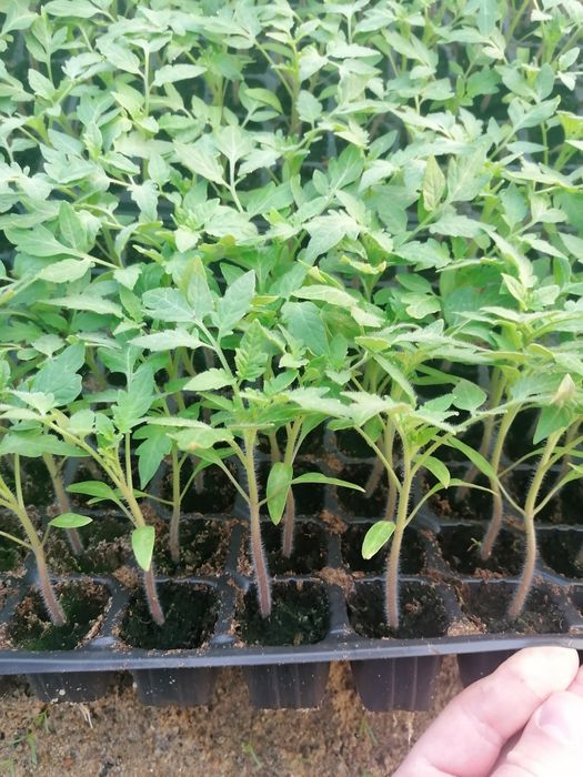 Rasaduri de vanzare !