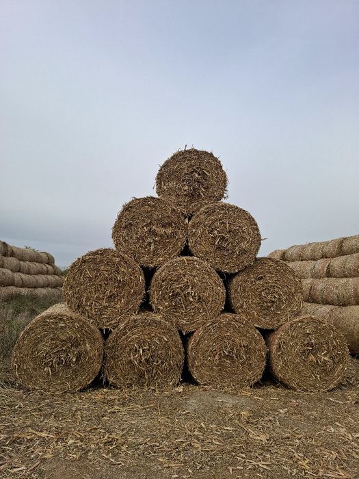 Baloti tulei tocați