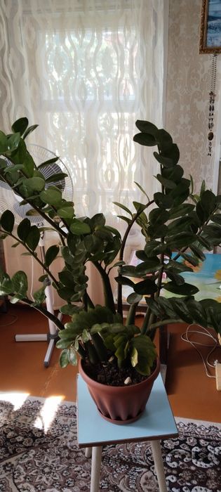 Продам комнатные цветы