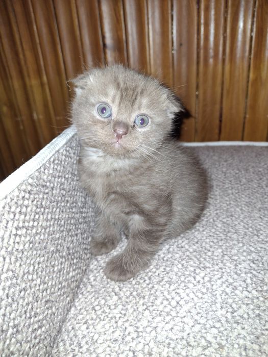 Скотиш фолд продажа