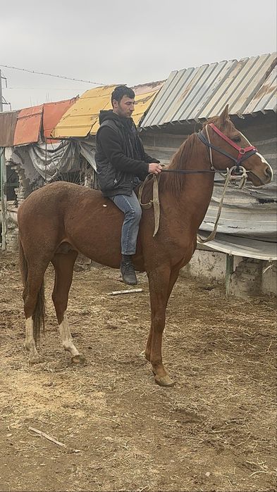 Продается лошад ахалтикинский смеш.