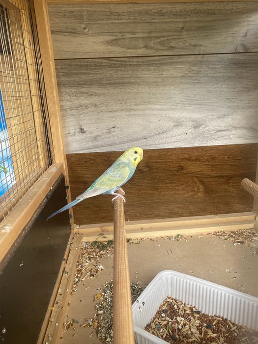 Волнистые, радужные, тоти, toti qushlar