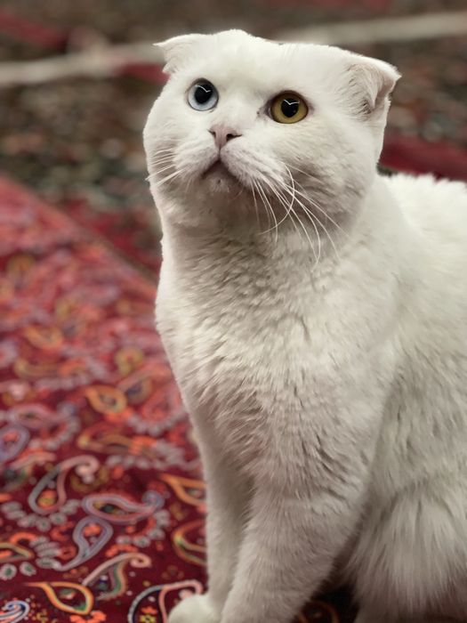 Mushuk sotiladi zotli