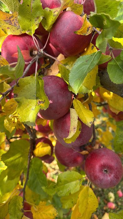 Mere bio, culese cu mâna, proaspete, dulci și crocante