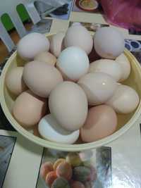 Домашние яйца продаются
