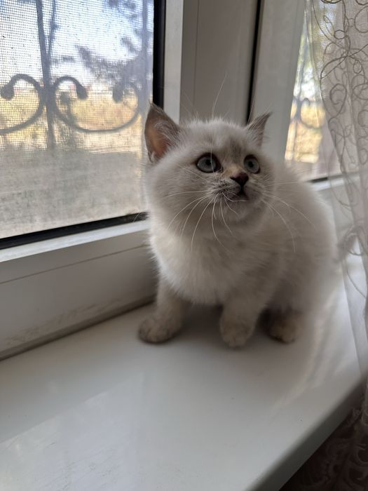 Продаётся котенок девочка шиншилла поинт окрас 2.5 месяца