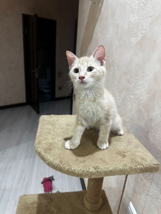 Отдам котенка в добрые руки