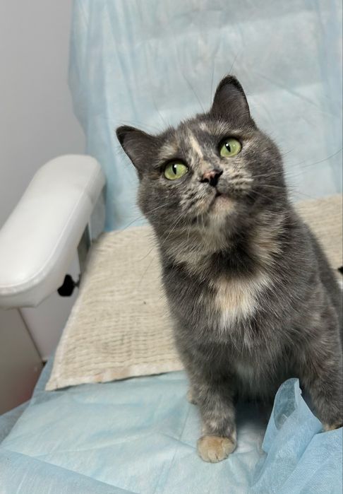 Кошка 1,5 года стерилизована