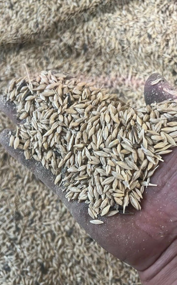 Продам ячмень в мешках Арпа 2 сорт