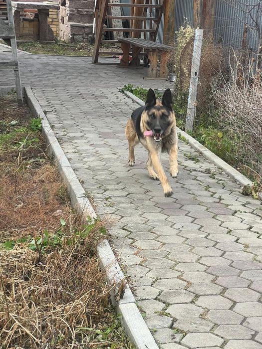 Отдам овчарку в добрые руки  или обмен