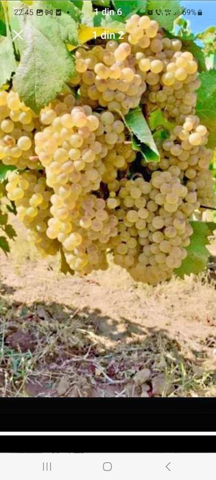 Vand strugurii de vin