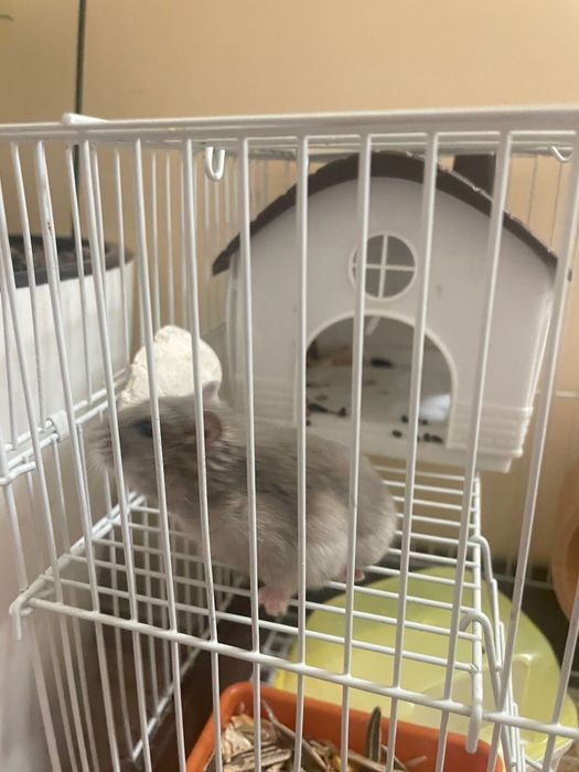 Продам хомяка со всеми принадлежностями