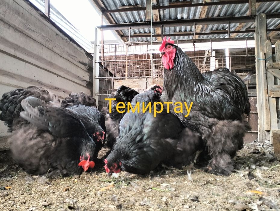 Кохинхин семья 1+2. Птица крупная,племенная.