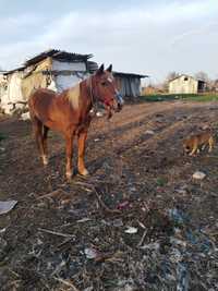 Cal de vânzare, tânăr și foarte cuminte