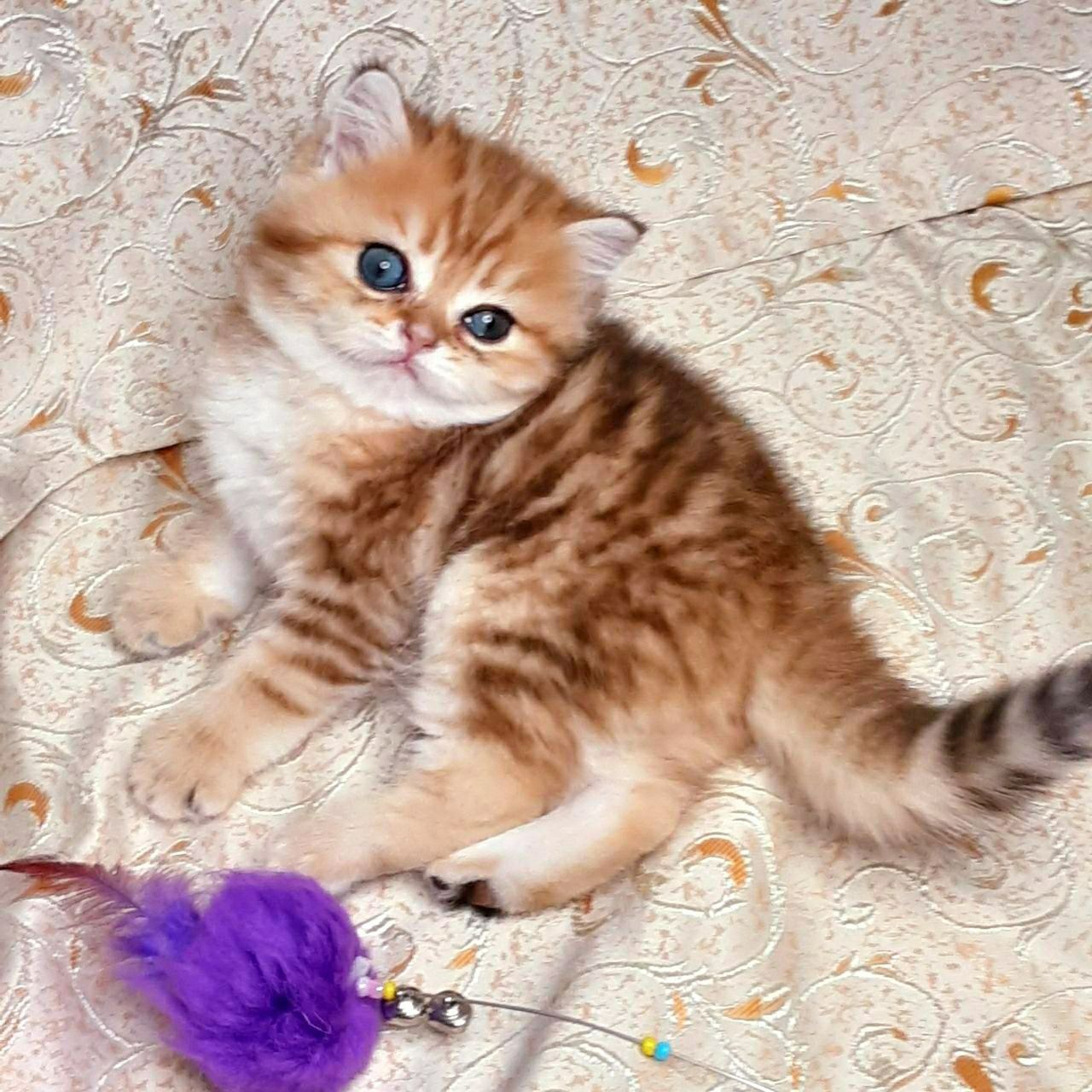 Вязка шотландского кота золотой мрамор