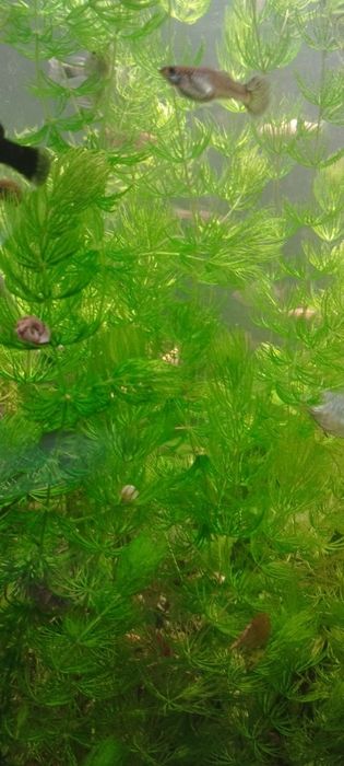 Роголистник , аквариумное растение.